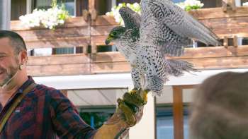 Falconer with falcon on his hand