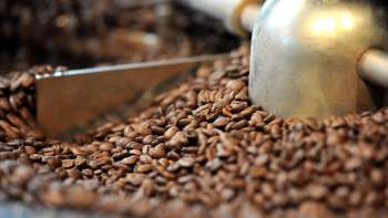  Close-up of freshly roasted coffee beans in a roasting machine with a metal shovel and a roasting drum in the background, mixing the coffee.