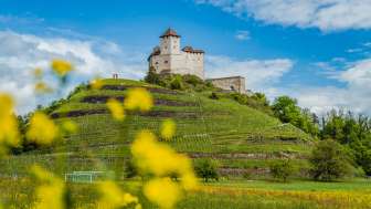 Gutenberg Castle in spring - blooming landscape on the Liechtenstein Trail Spring meadows with yellow flowers in front of Gutenberg Castle in Balzers - a popular stage on the Liechtenstein Trail with a historic panorama