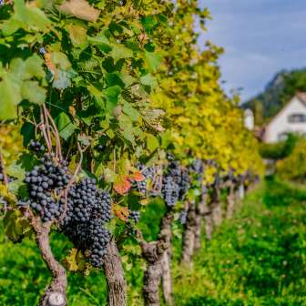 Rows of vines with ripe dark grapes in an autumnal vineyard in Liechtenstein against an Alpine backdrop