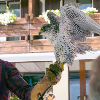 Falconer with falcon on his hand