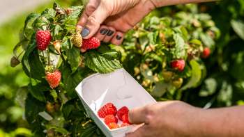 Freshly picked strawberries straight from the bush at Neufeldhof - seasonal fruit to pick yourself in Liechtenstein.