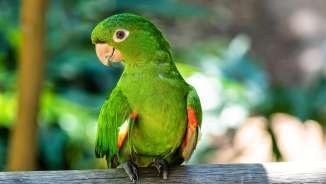 Green parrot with red wing patches on a branch in the bird paradise in Mauren