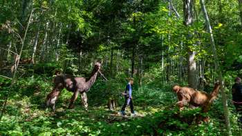 Llama and alpaca trekking through the shady forest