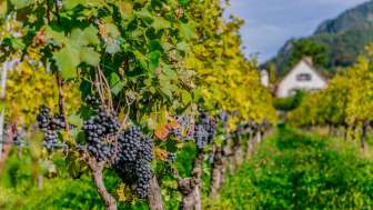 Rows of vines with ripe dark grapes in an autumnal vineyard in Liechtenstein against an Alpine backdrop