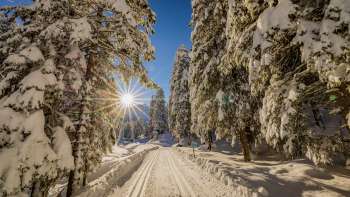 Winter cross-country ski trail through snow-covered forest near Steg with sun in the background