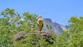White stork on large nest in treetops in front of mountains in Liechtenstein under clear skies - symbol of biodiversity