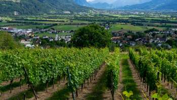 Castellum Winery