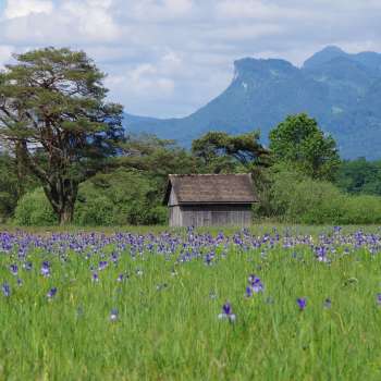Extensive nature trail through the Ruggell Wetland with an impressive mountain panorama on a sunny day