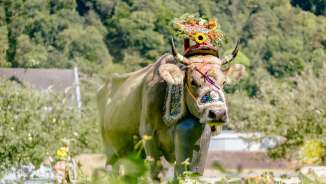Cow with elaborate floral decorations and traditional bell during the traditional alpine ride in Liechtenstein, against a green natural backdrop