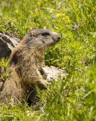 Marmot stretches out of its burrow in the middle of a colorful alpine meadow in Malbun, surrounded by green grasses and wildflowers.