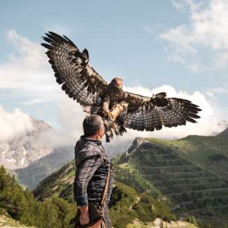Falconer Norman Vögeli presents an imposing golden eagle against an Alpine mountain backdrop - an impressive natural spectacle at lofty heights.
