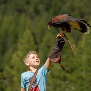 Eagle sits on a boy's hand