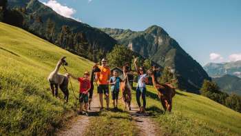 Group of hikers with alpacas on a green alpine meadow in Triesenberg