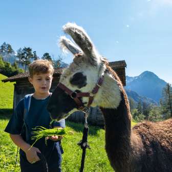 A boy feeds a brown and white llama with fresh grass against an alpine mountain backdrop in Liechtenstein.