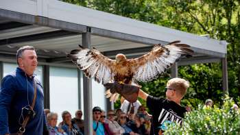 A boy holds a bird of prey in his arms, guided by a falconer