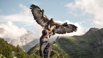  Falconer presents a majestic eagle